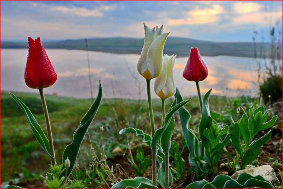 Тюльпан Шренка