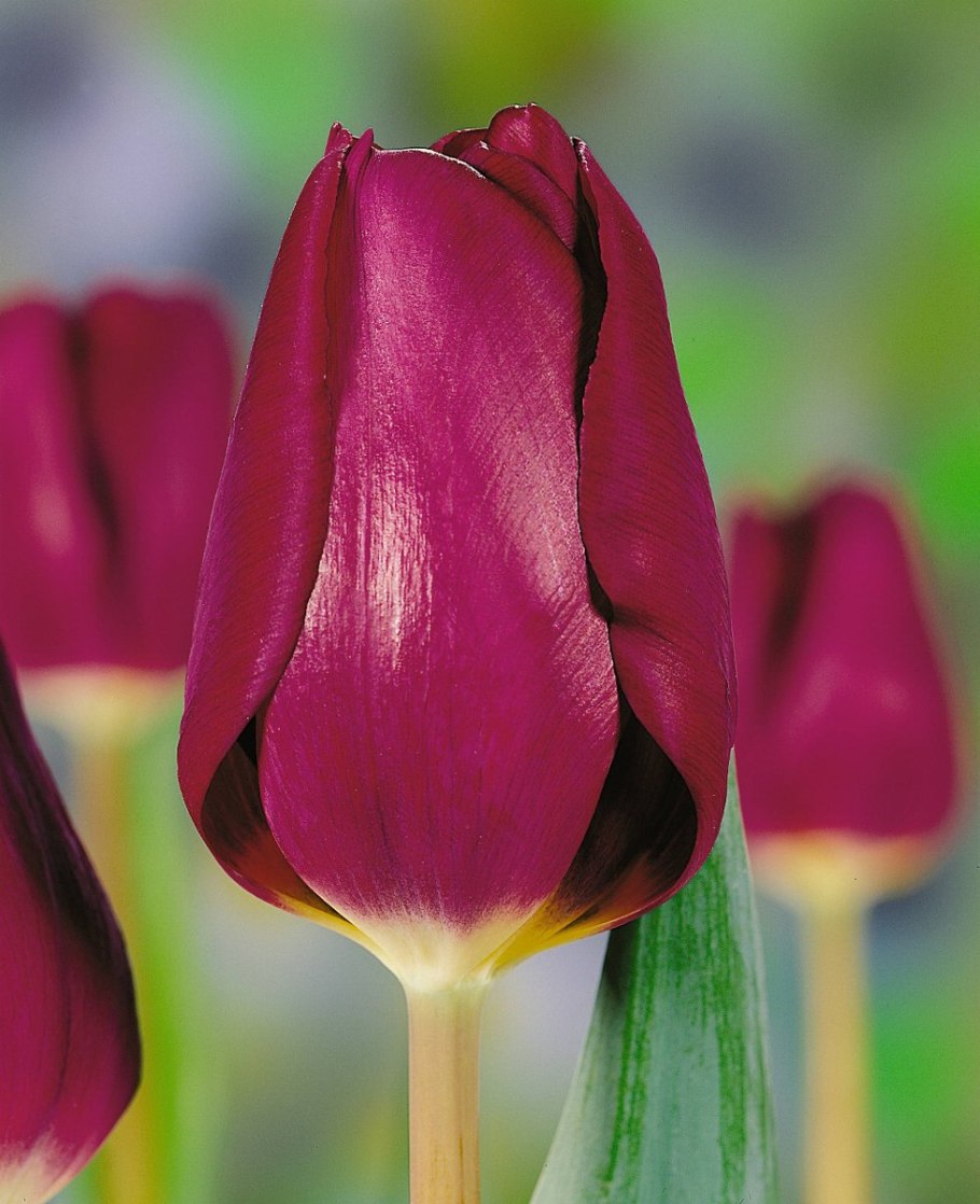 Тюльпан голландец сорт на зеленом фоне