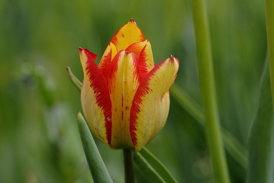 Тюльпан Бема (Tulipa behmiana)