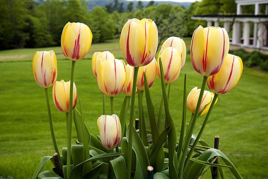 Тюльпан Триумф Банья