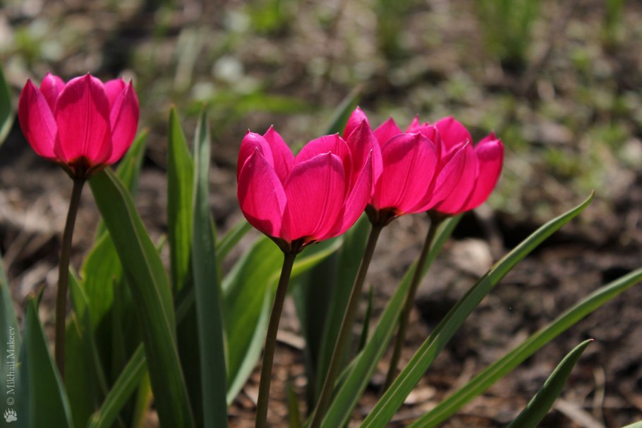 Тюльпан виолацея Блэк