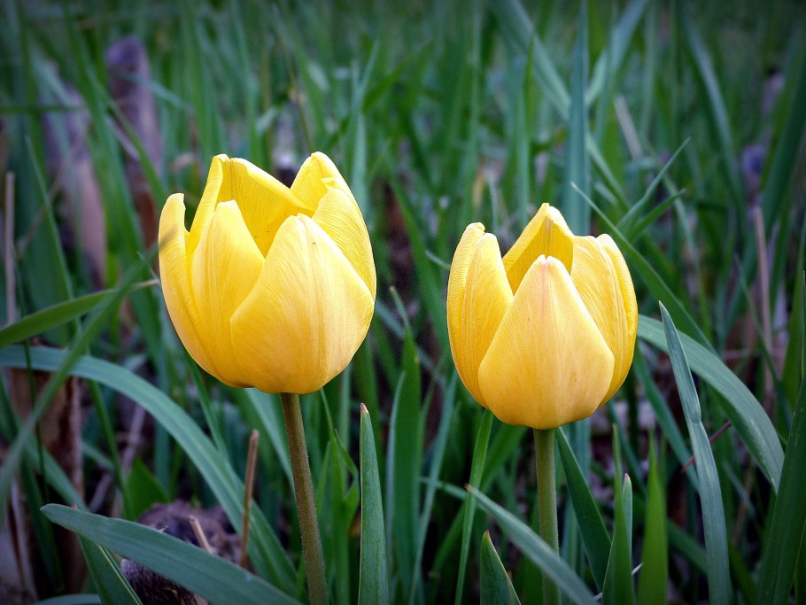 Тюльпан Йеллоу Валерий