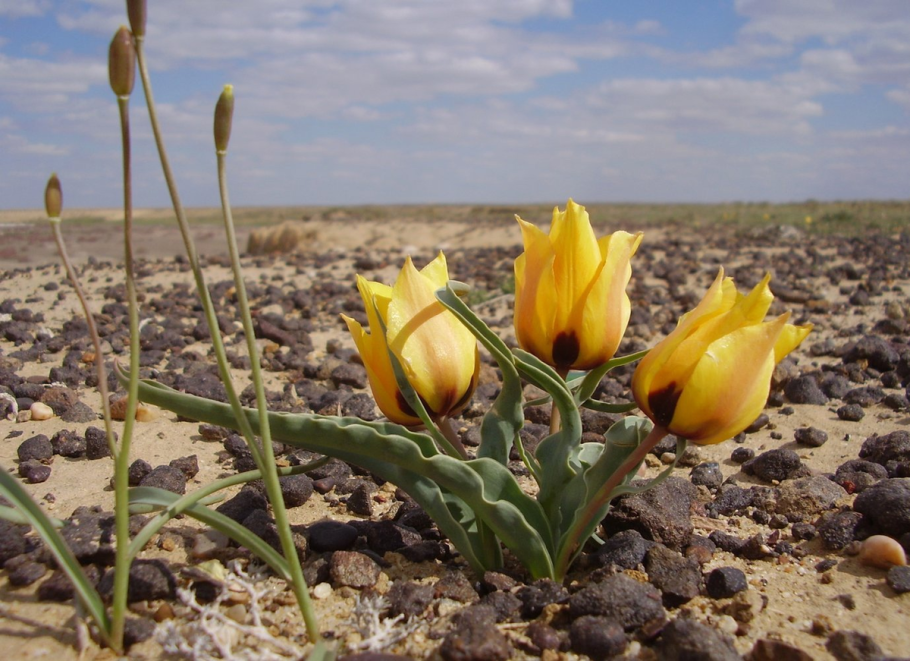 Тюльпаны Кызылкум