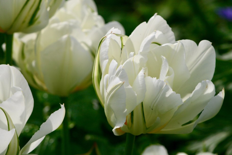 Тюльпан Уайт Харт