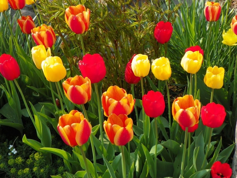 Тюльпаны на даче