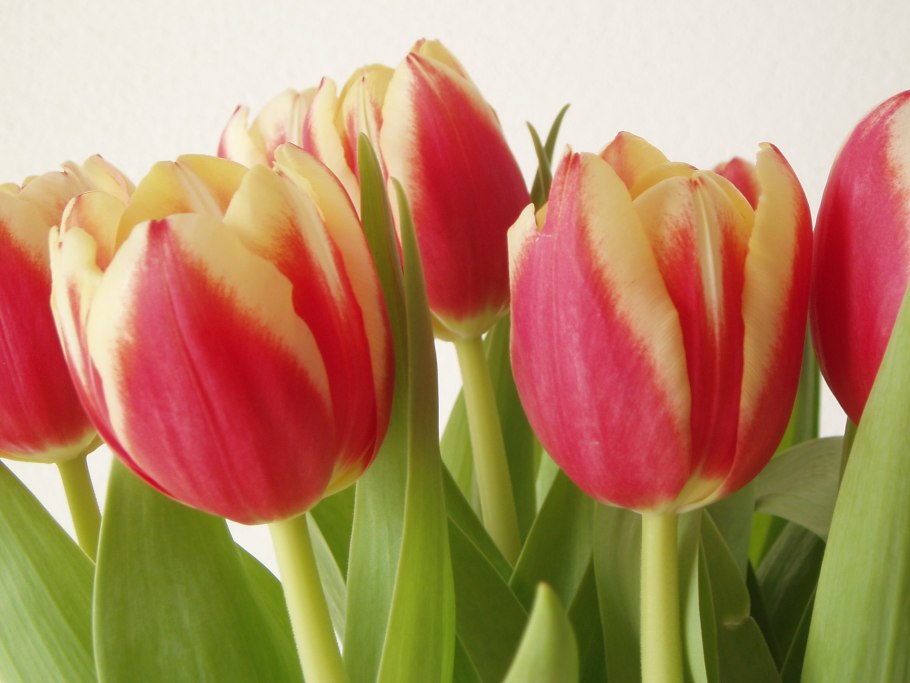 Тюльпан тулипа