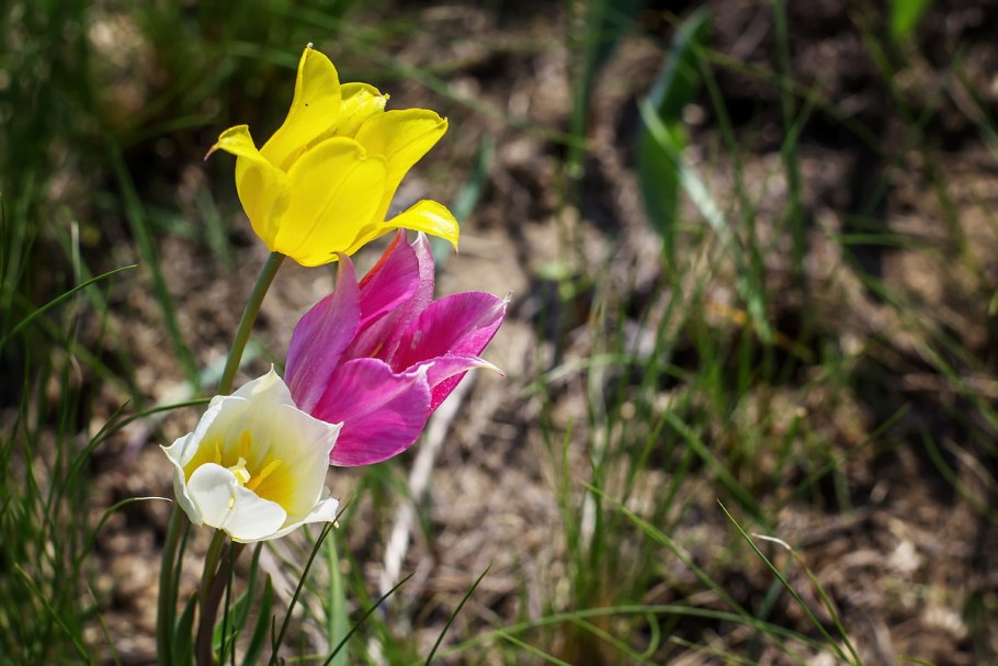 Степной тюльпан Шренка