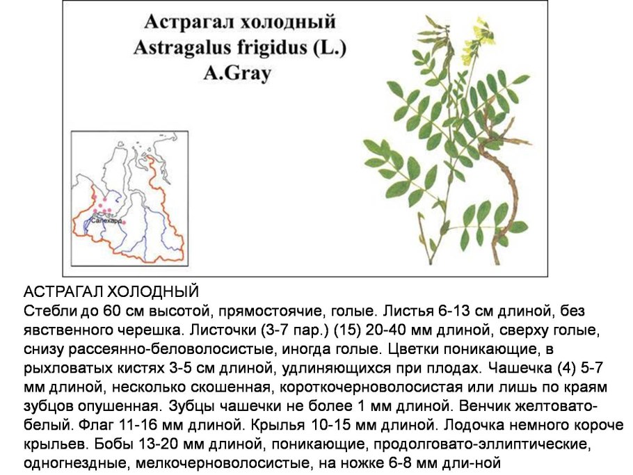 Астрагал холодный