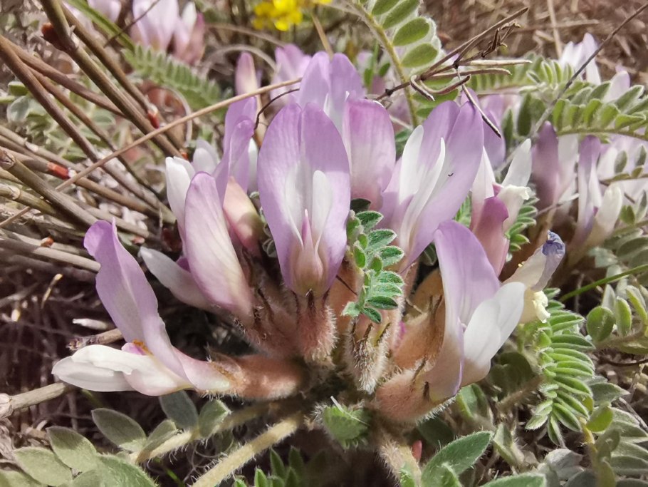 Астрагал книга Альбертина