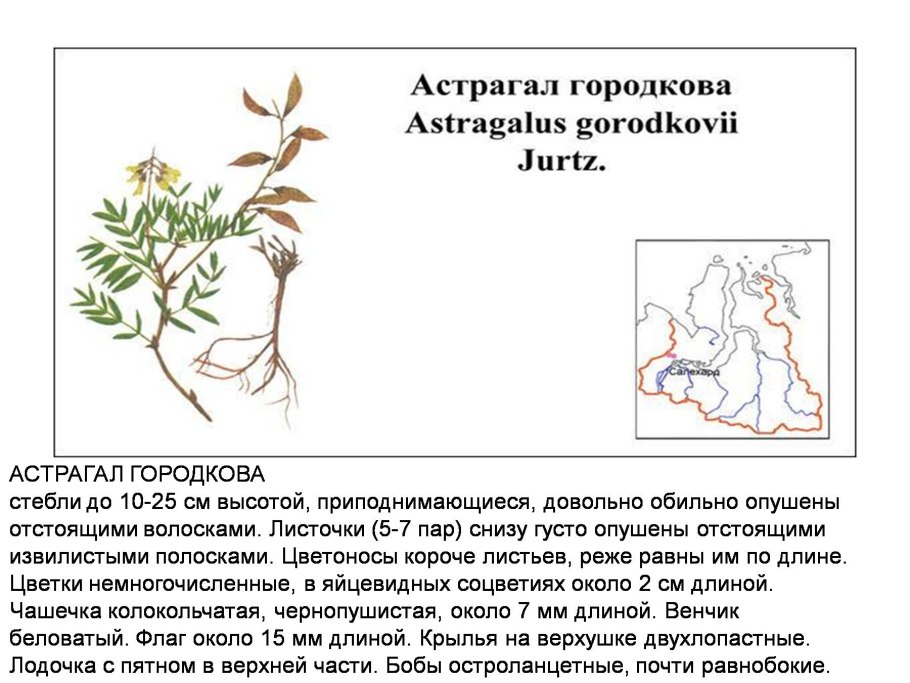 Астрагал 500мг