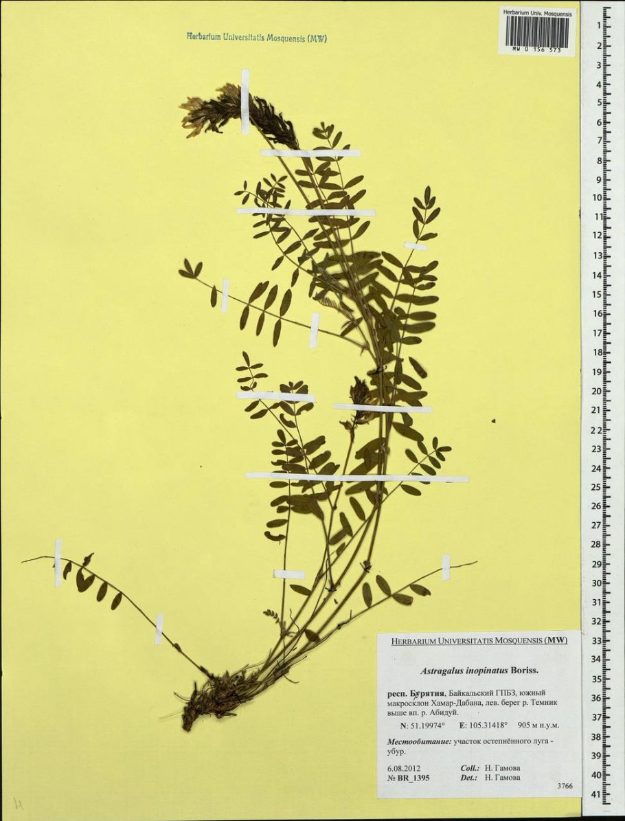 Читать астрагал Альбертина Сарразен