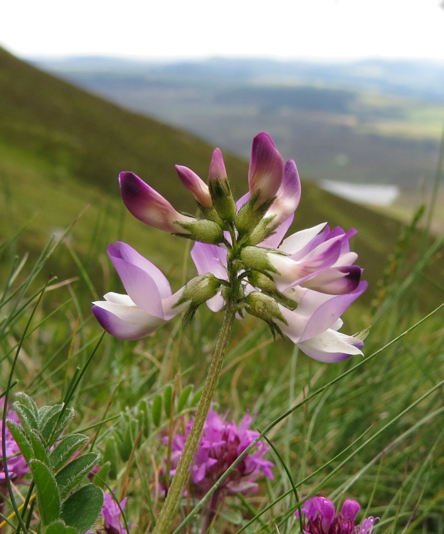 Астрагал Гельма