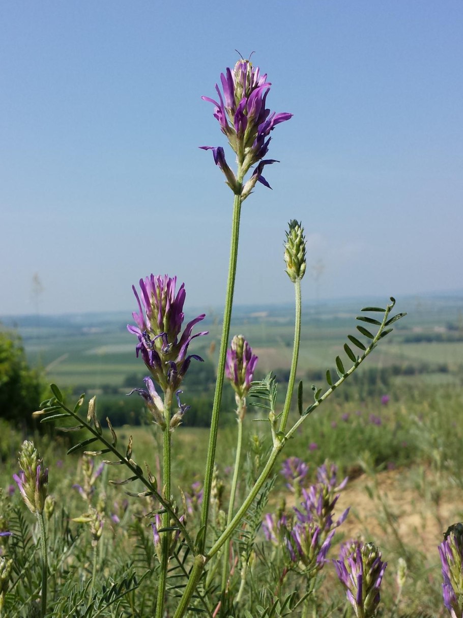 Астрагал места выращивания карта
