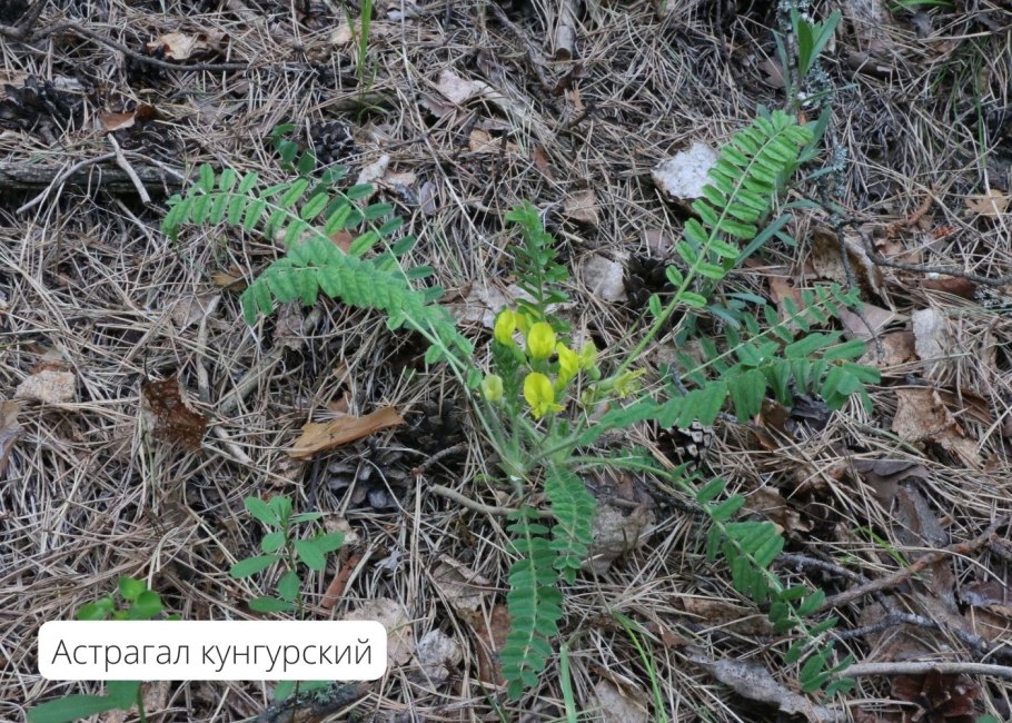 Астрагал субарктический