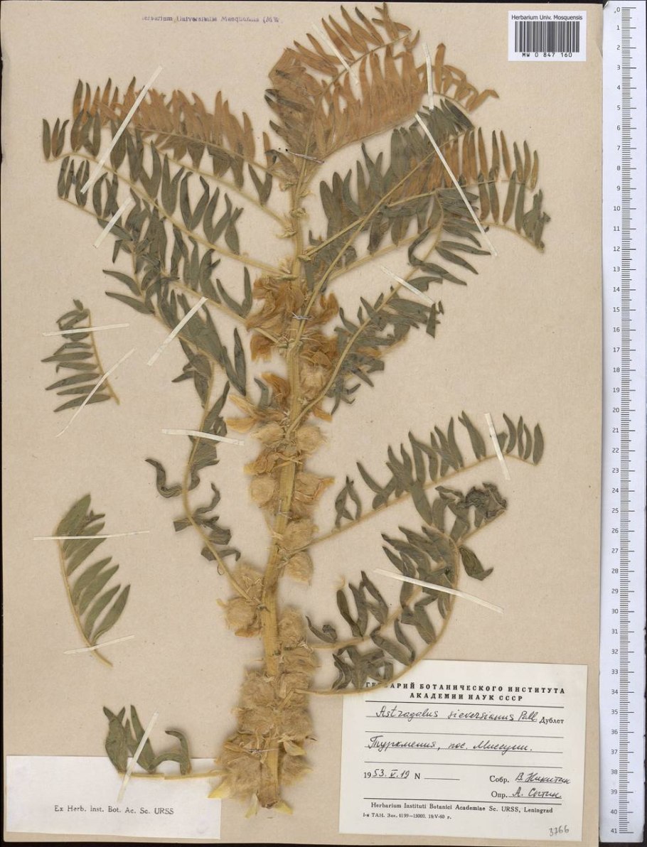 Astragalus Alpinus subsp. Arcticus