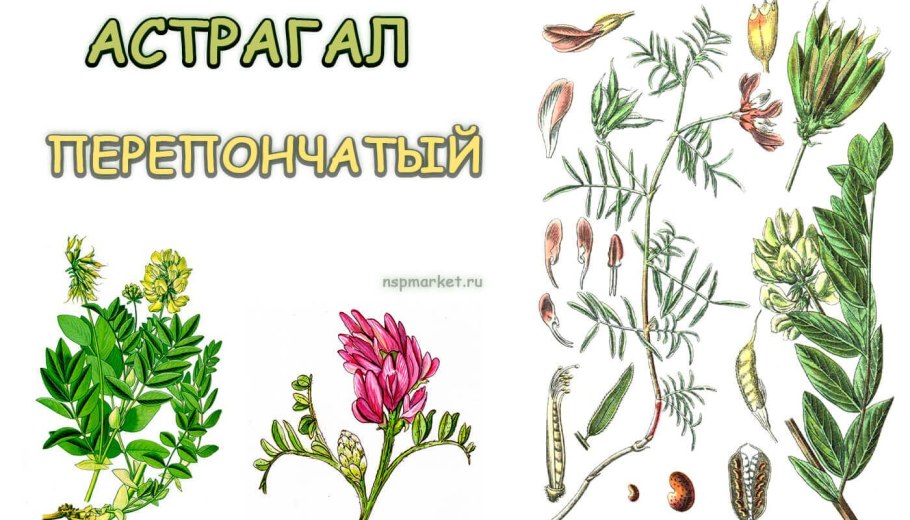 Астрагал рогоплодный