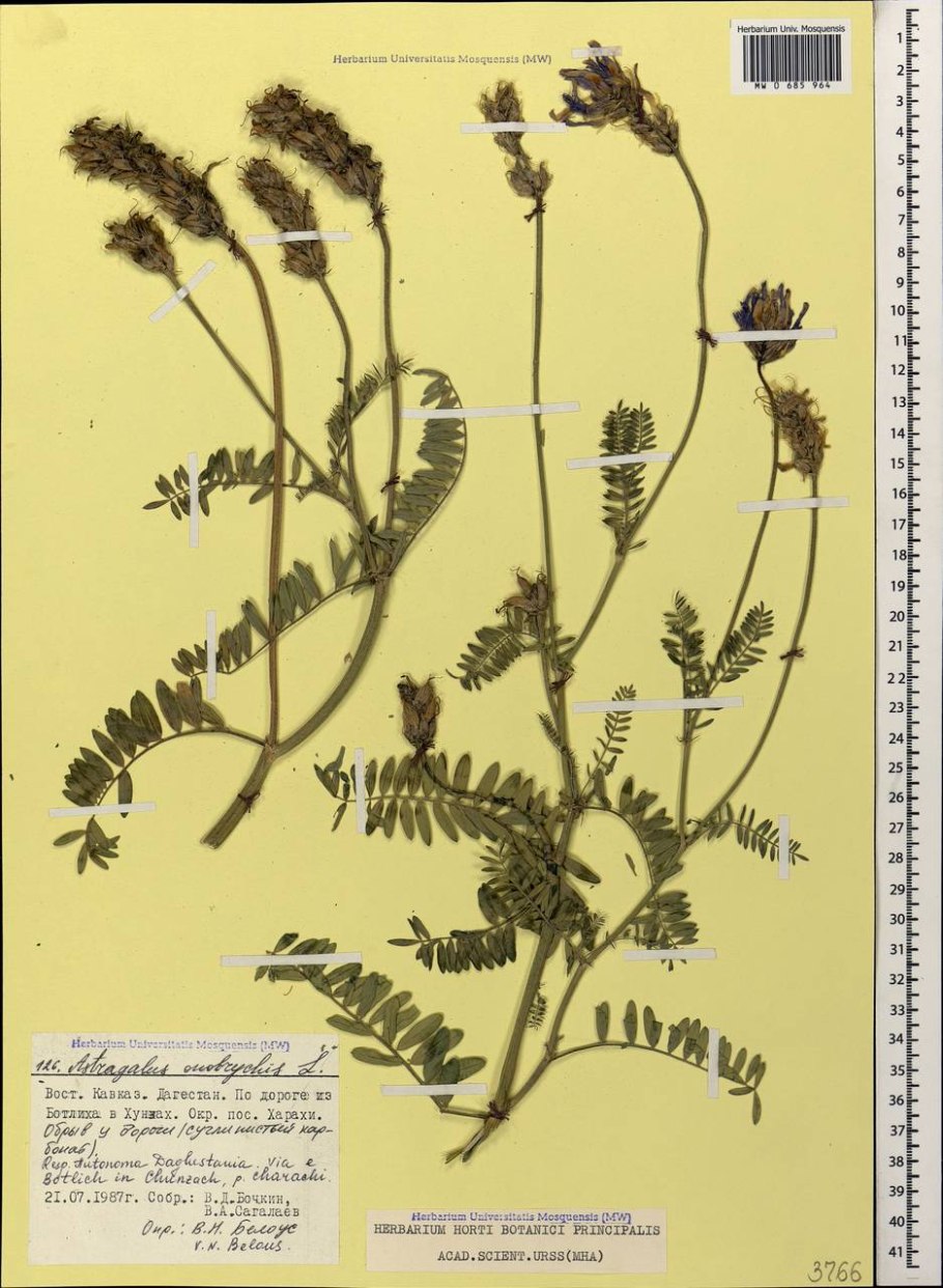 Астрагал пустынный корневая система