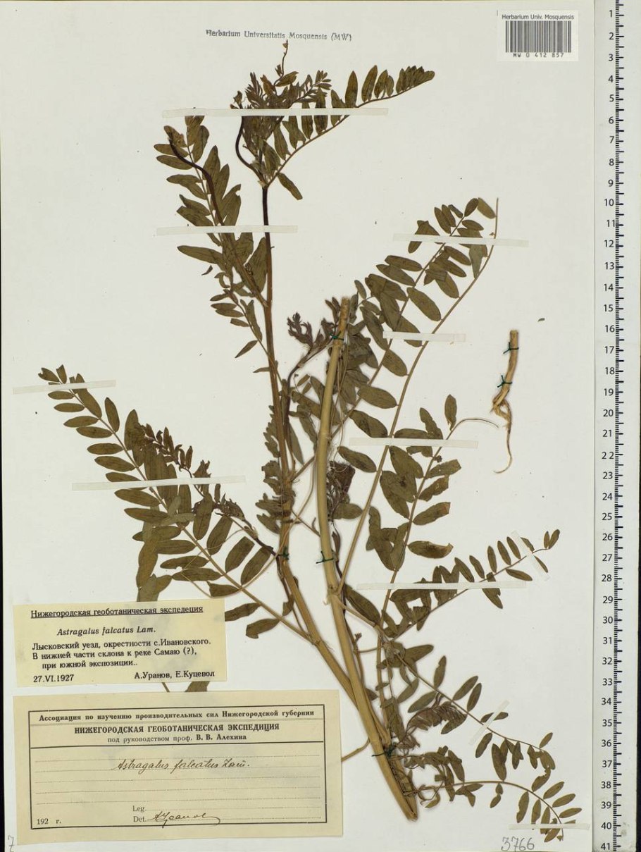 Астрагала Парпл