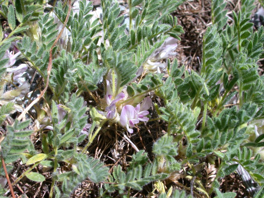 Астрагал Аксайский