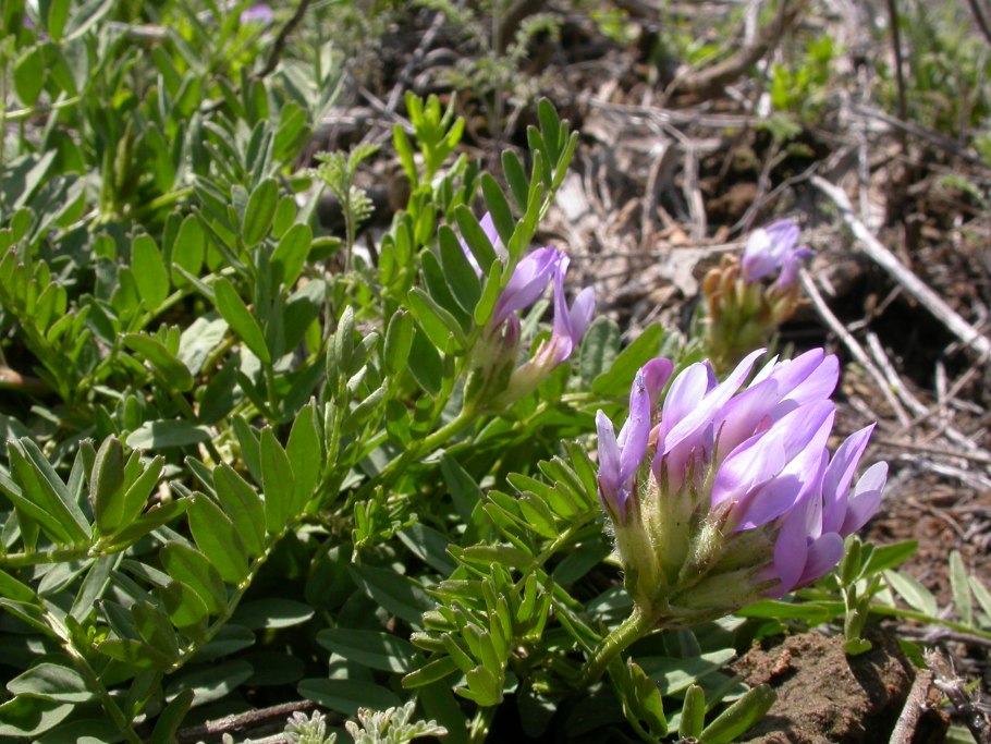 Астрагал Аксайский