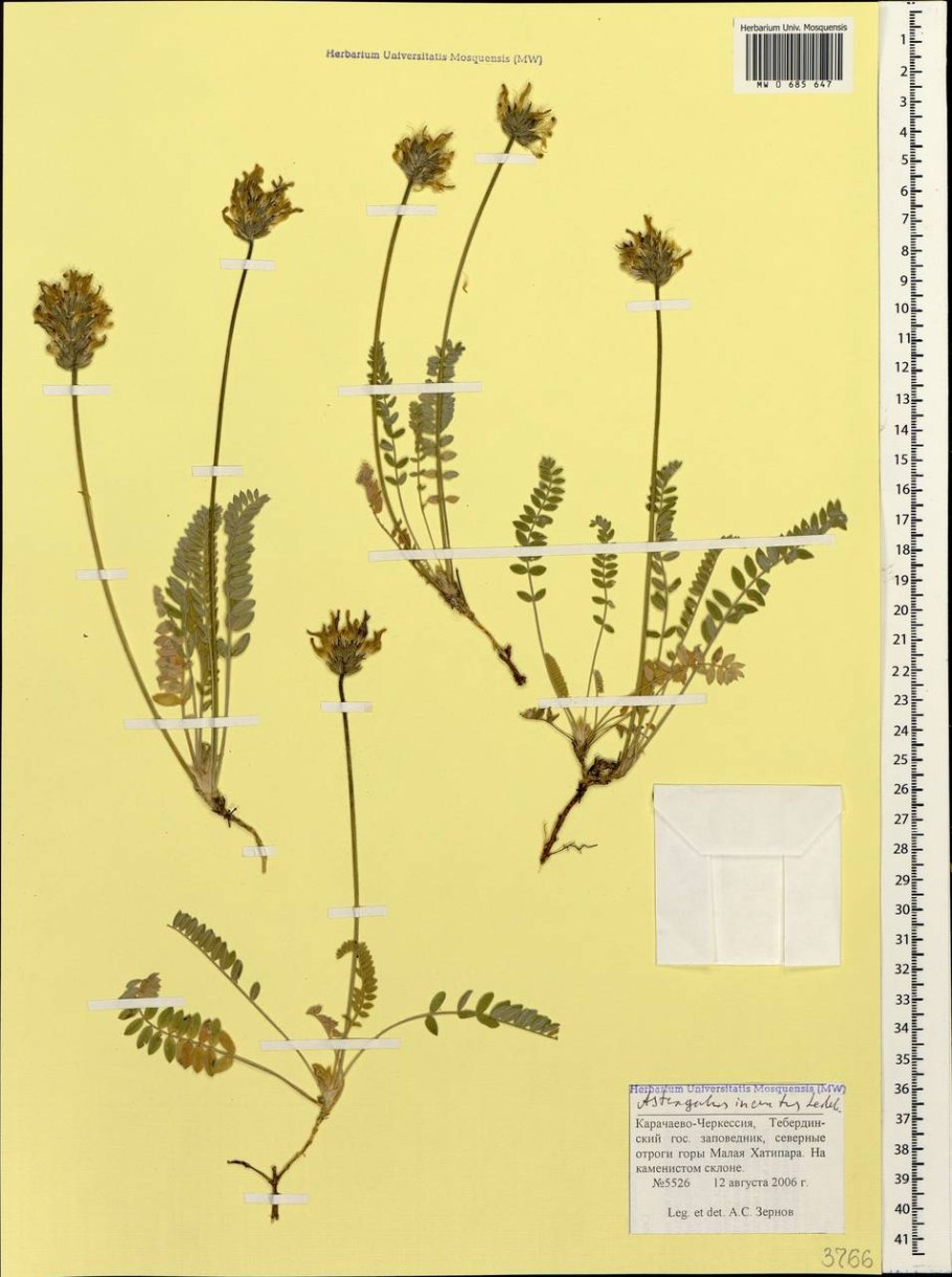 Астрагал Лисий