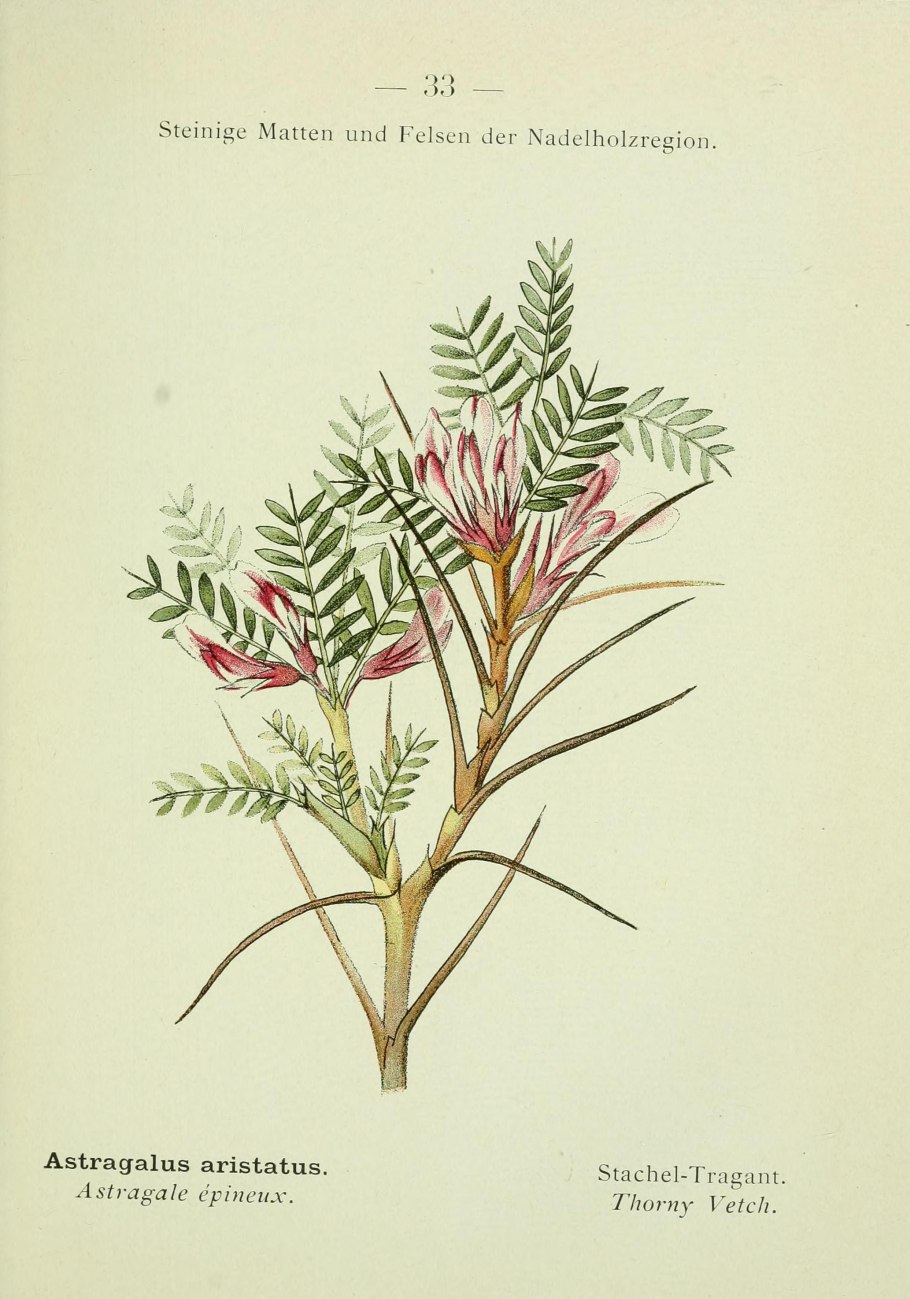 Астрагал шерстистоцветковый