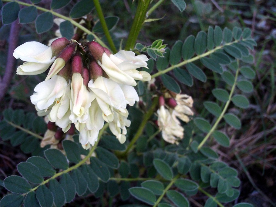 Астрагал Лисий