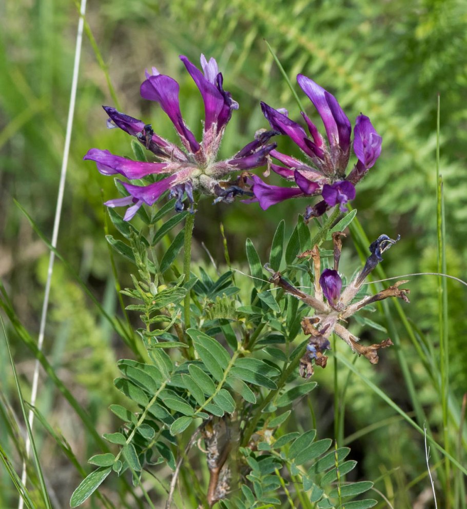 Астрагал Лисий Astragalus vulpinus