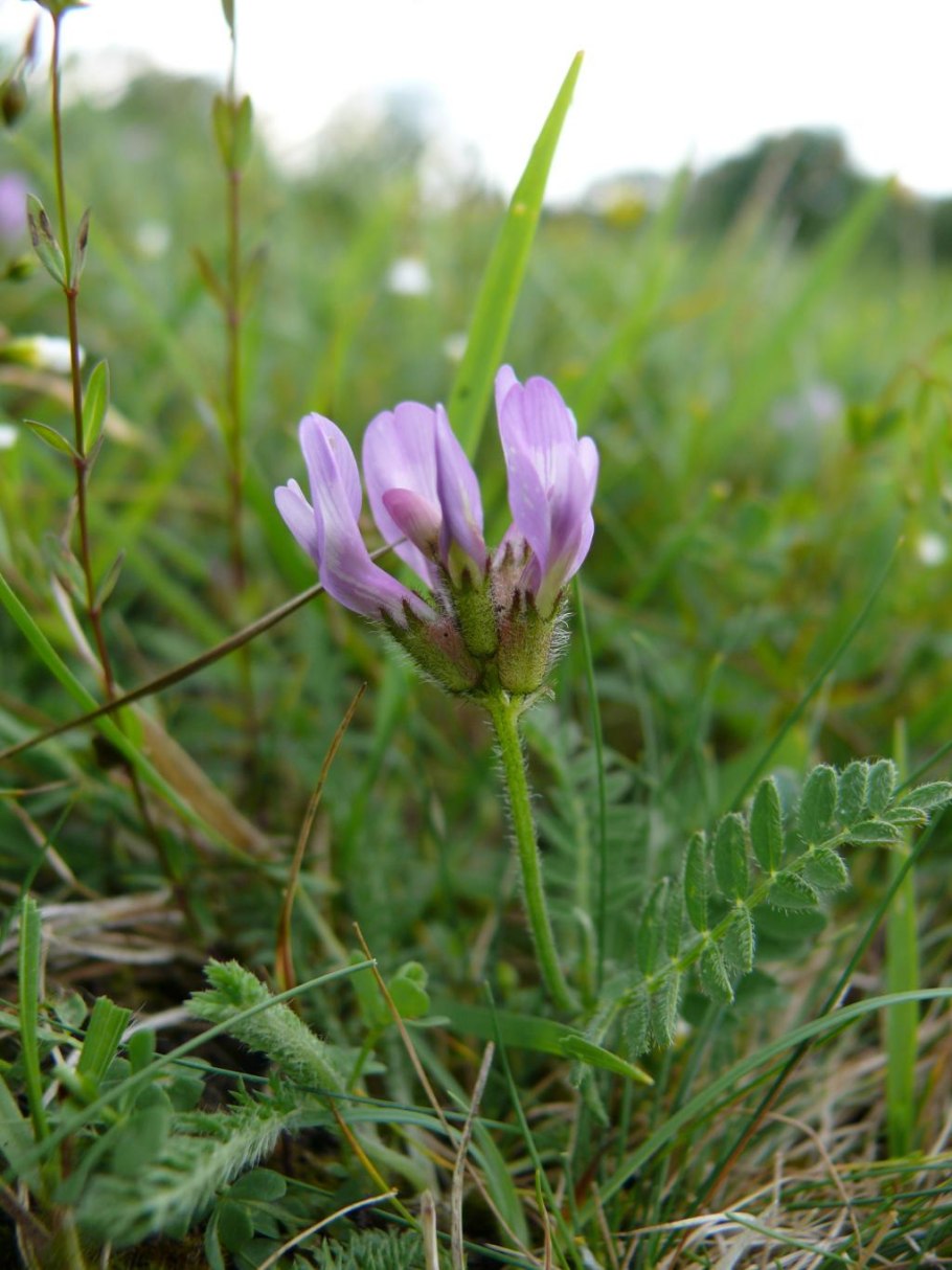 Астрагал трёхграноплодный