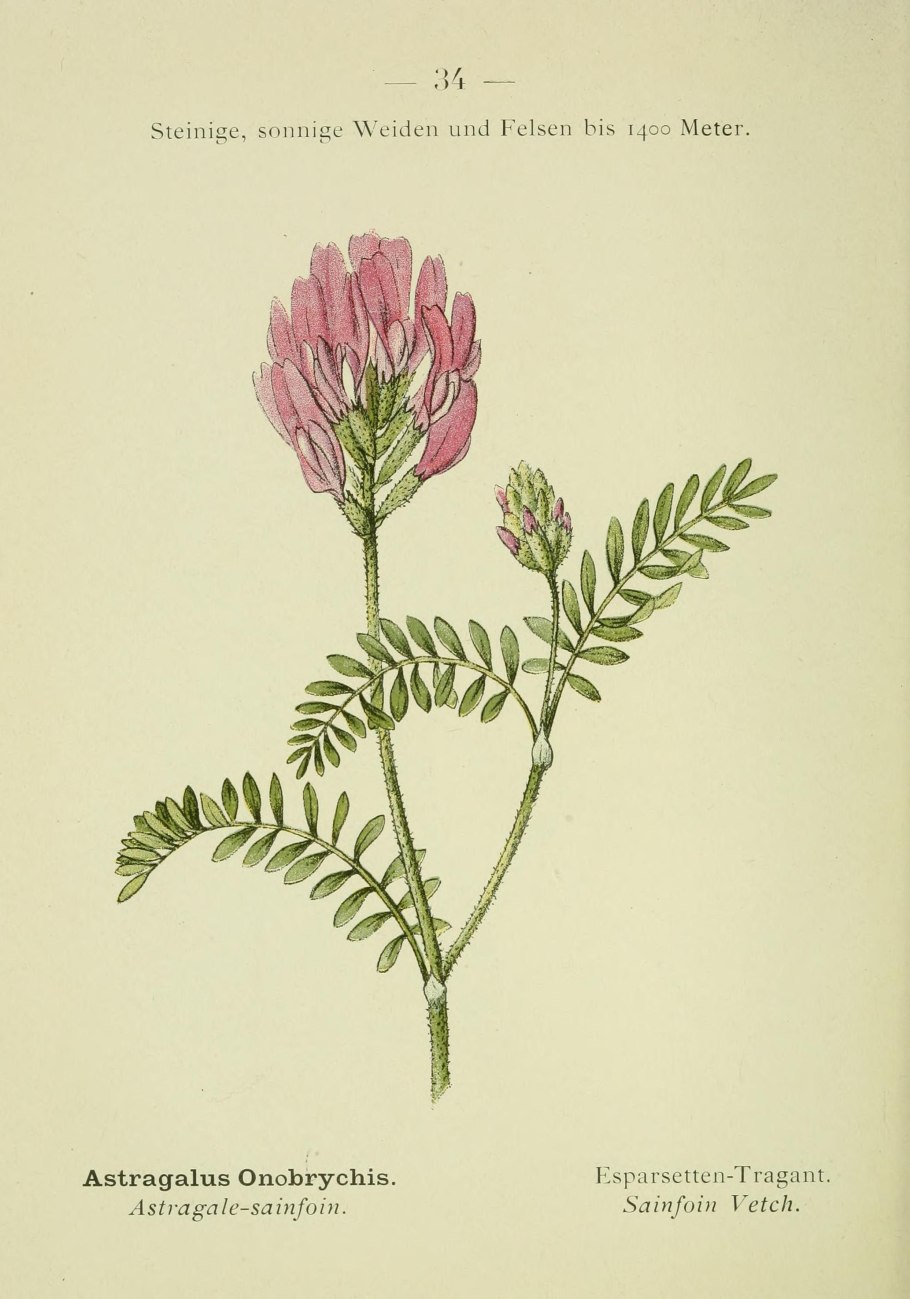 Астрагал эспарцетовый