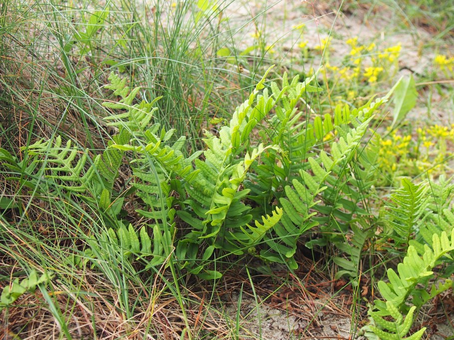 Polypodium vulgare Bifido multifidum