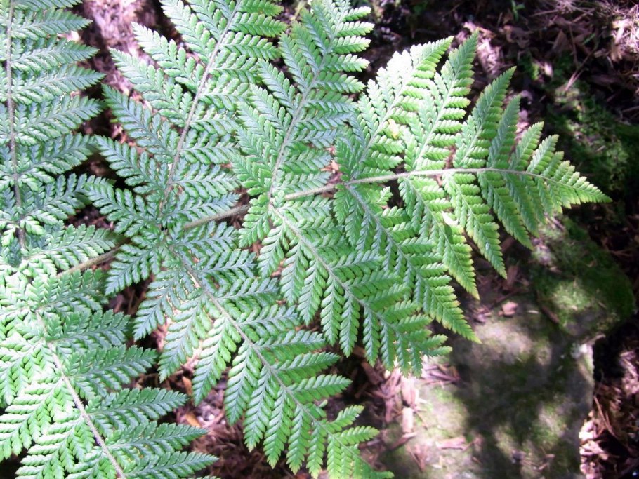 Класс папоротниковые – Polypodiopsida