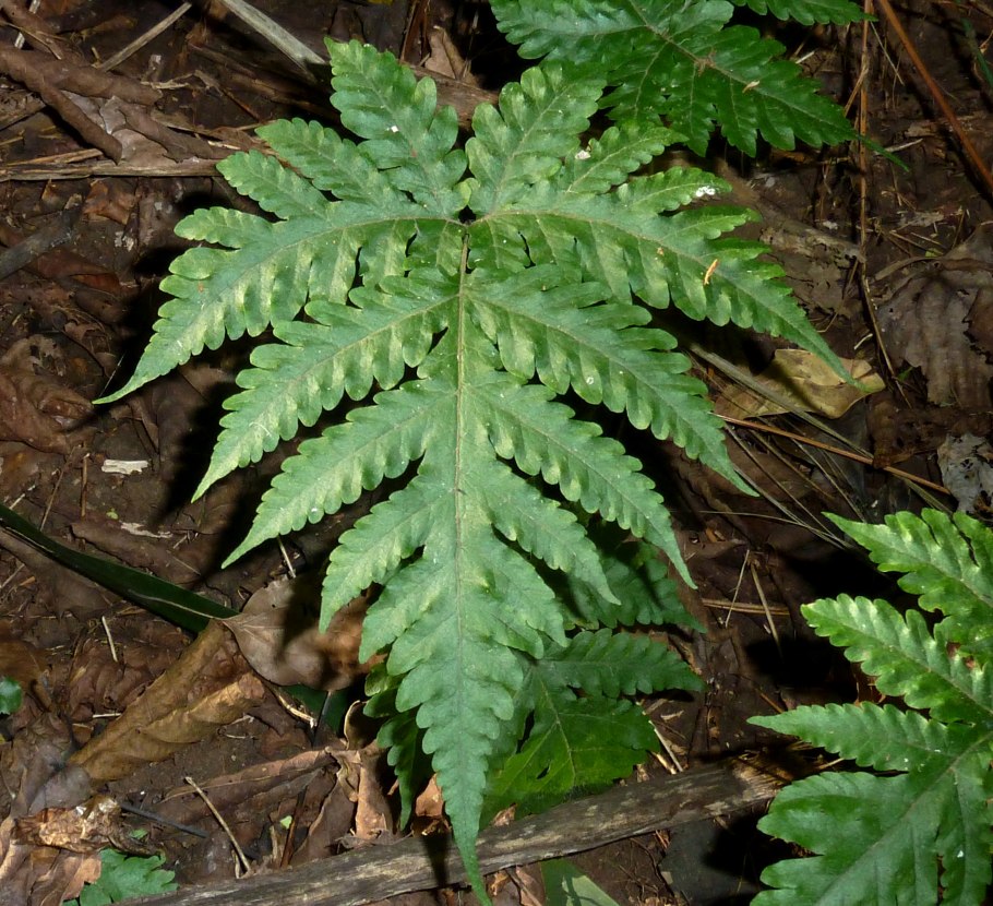 Папоротник Tectaria hilocarpa