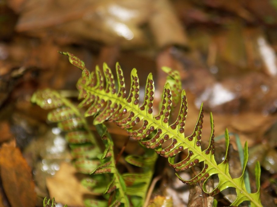 Папоротник Гроздовник полулунный
