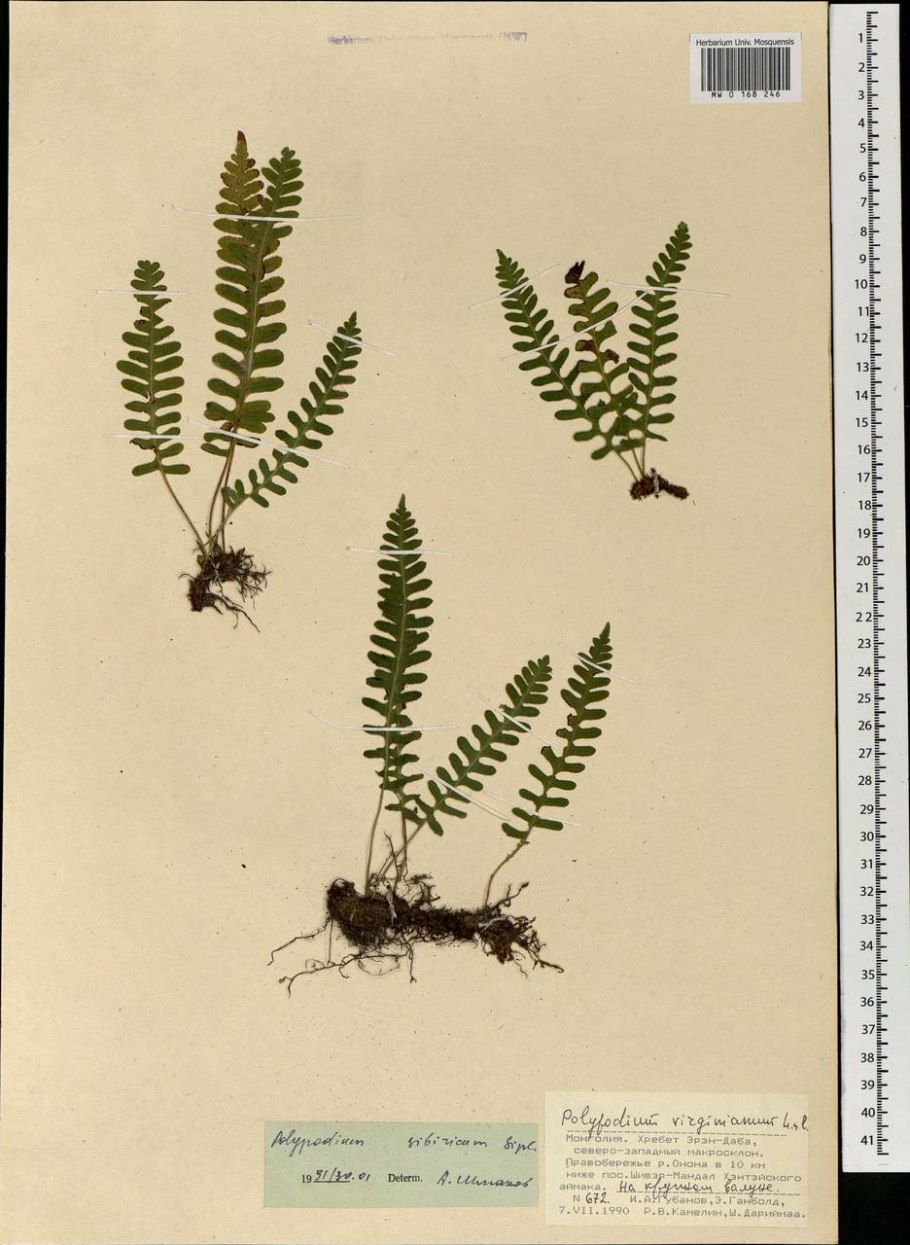 Многоножка Сибирская папоротник