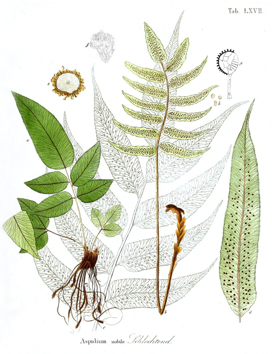 Асплениум Северный папоротник