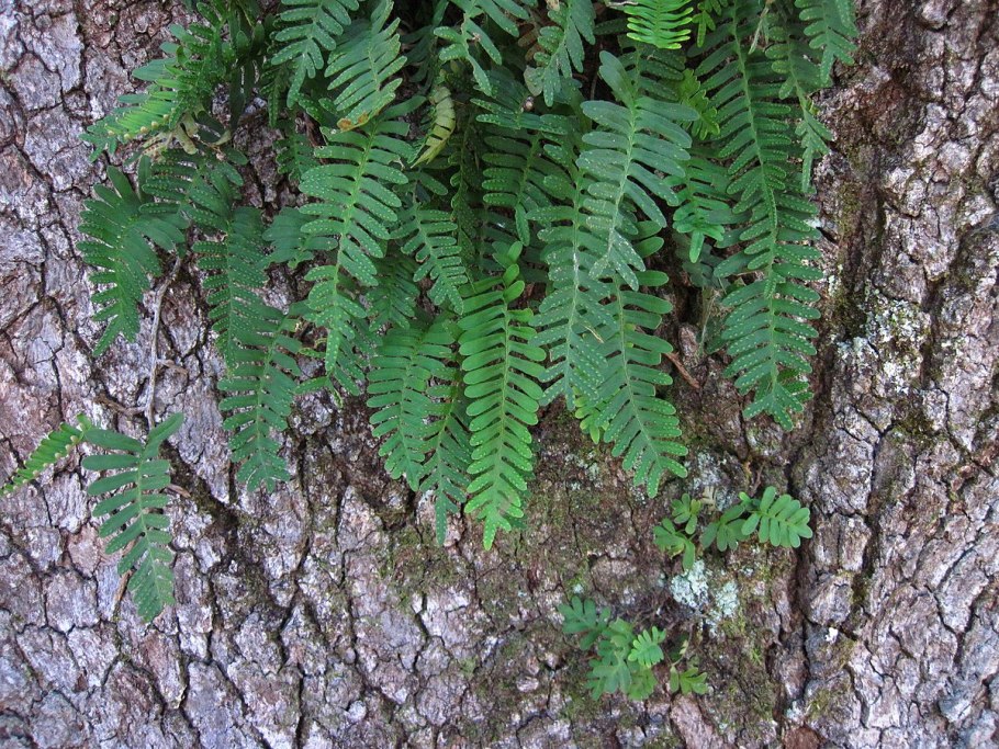 Флебодиум папоротник