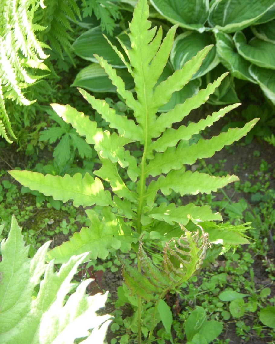 Папоротник Оноклея