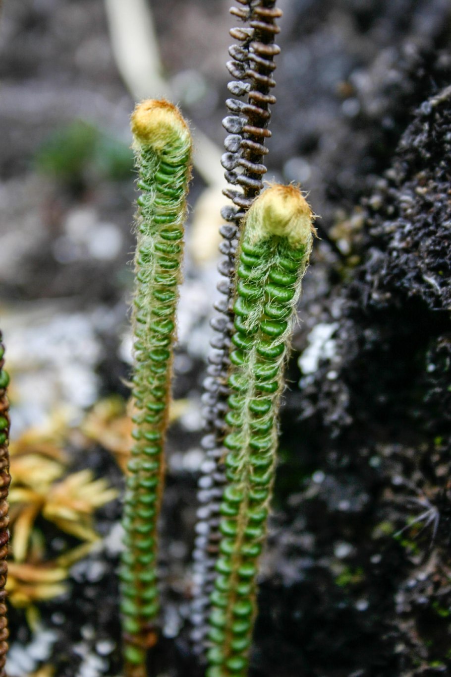 Гаметофит многоножковых