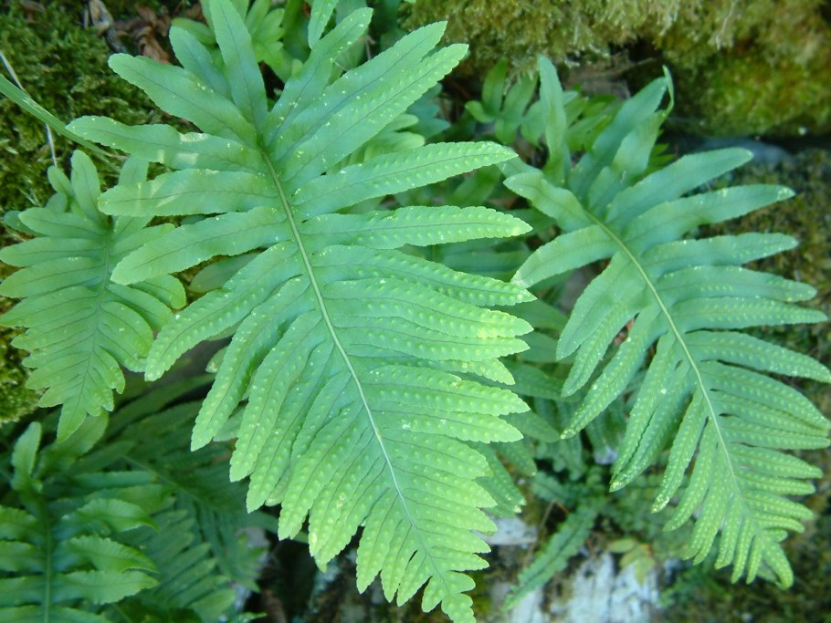 Папоротник Полиподиум