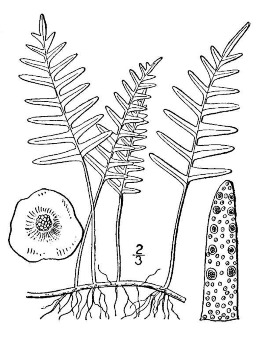 Pleopeltis polypodioides
