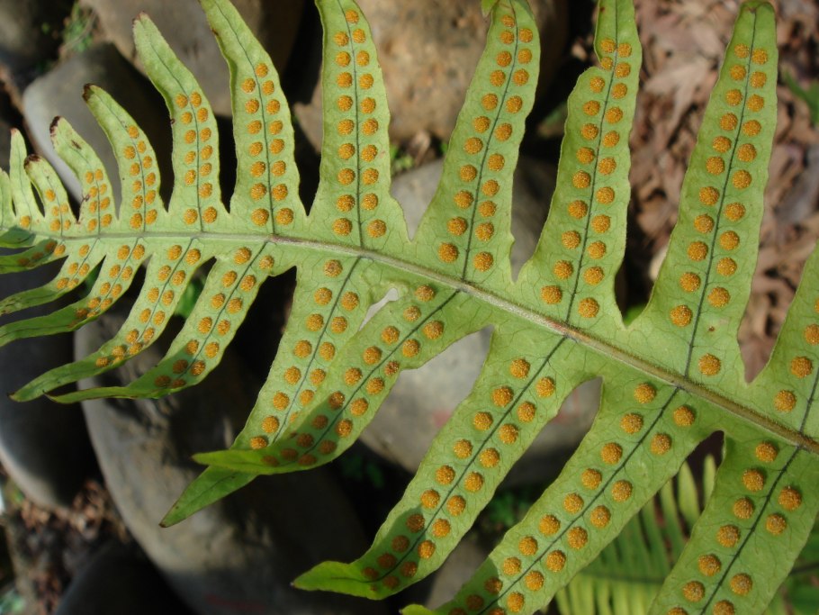 96.Фанерофлебия серповидная