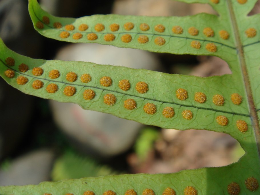 Папоротник бутылочный (Hymenasplenium Obscurum)