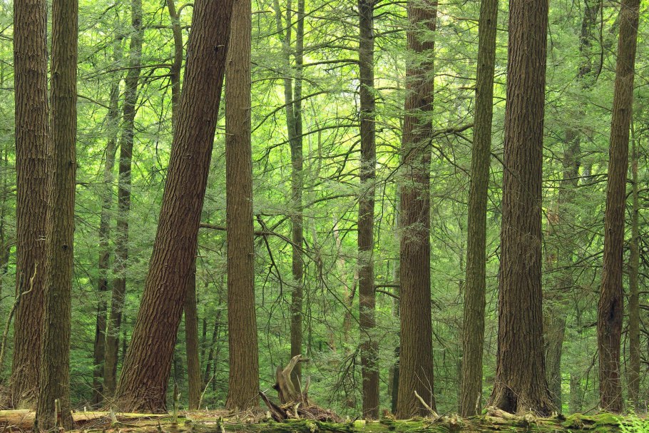 Елово-широколиственные смешанные леса