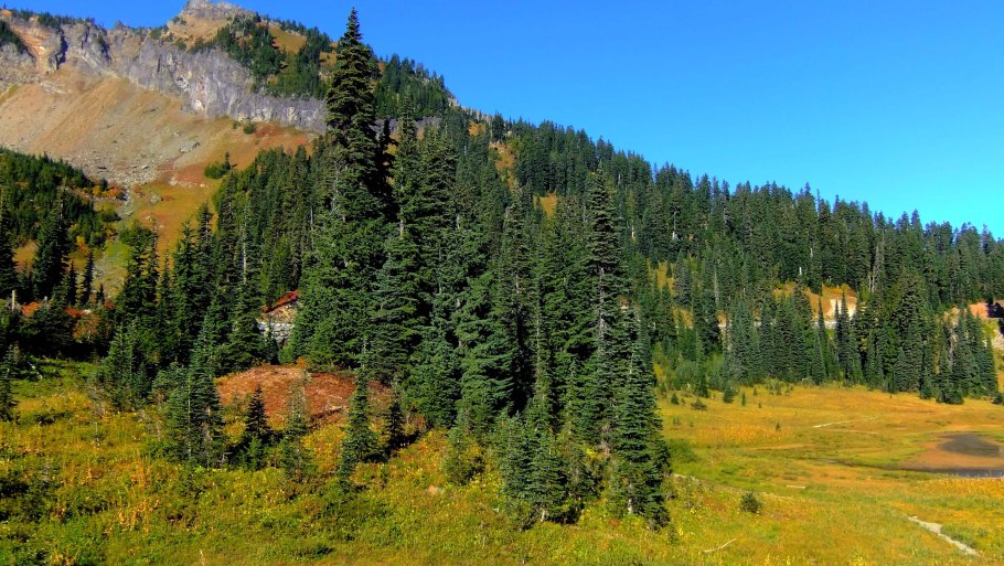Широколиственный лес