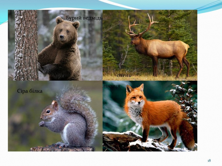 Животный мир. Леса