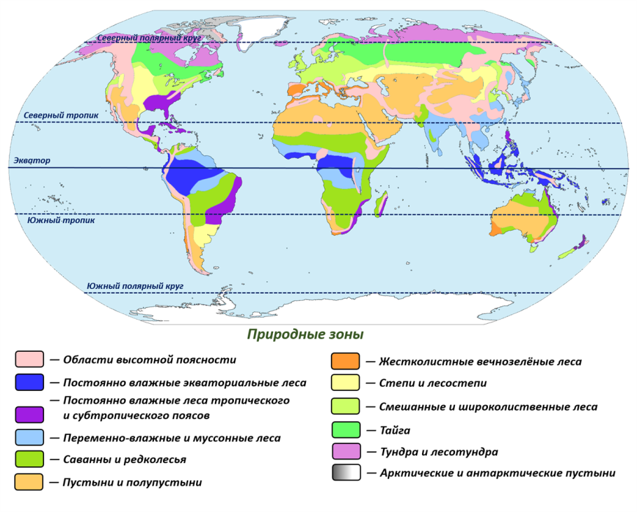 Тайга джунгли Сельва