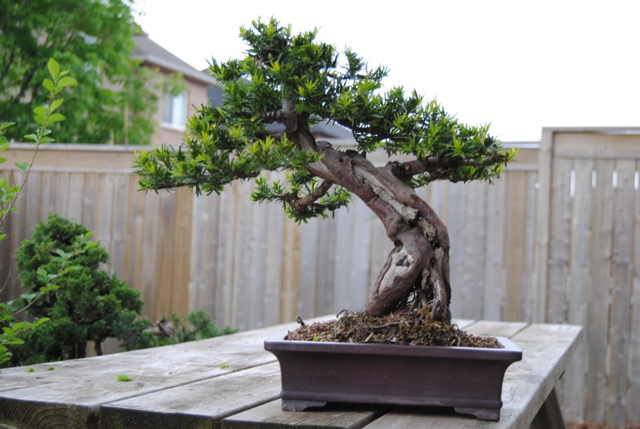 Тис бонсай ниваки купить