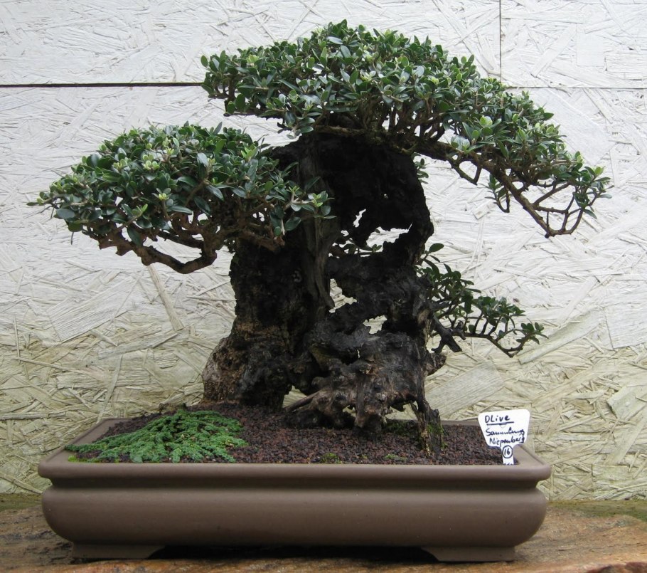 Тисс бонсай