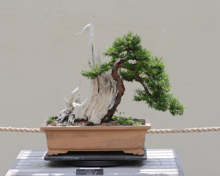 Taxus cuspidata Bonsai